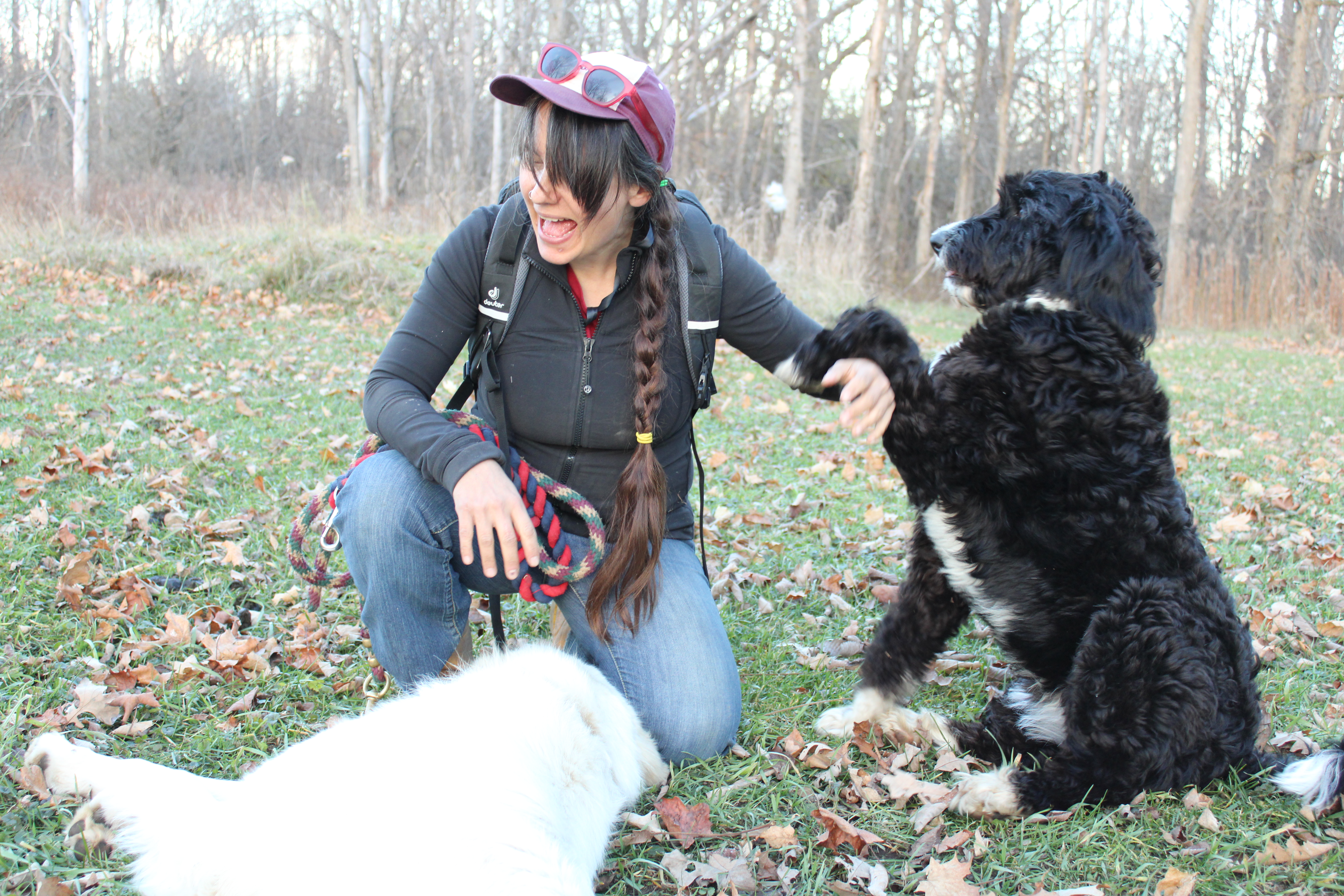 Two goats standing together in a field