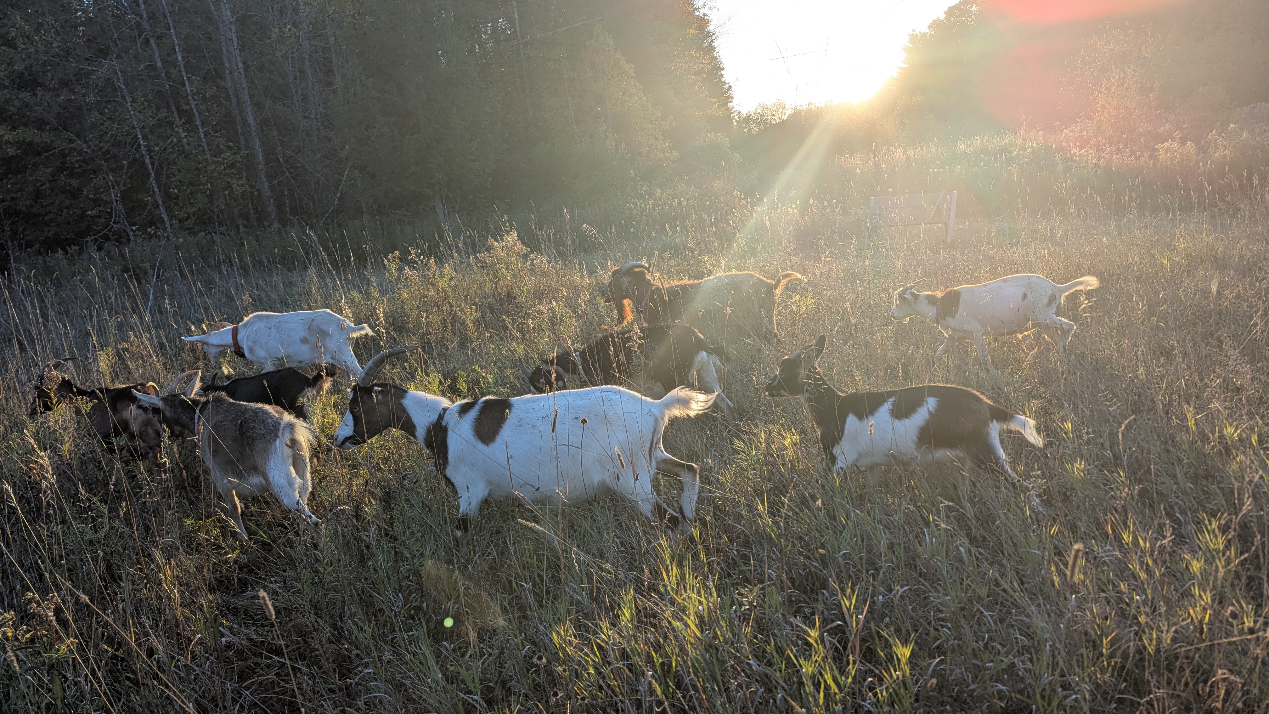 Goat herd grazing as the sun sets