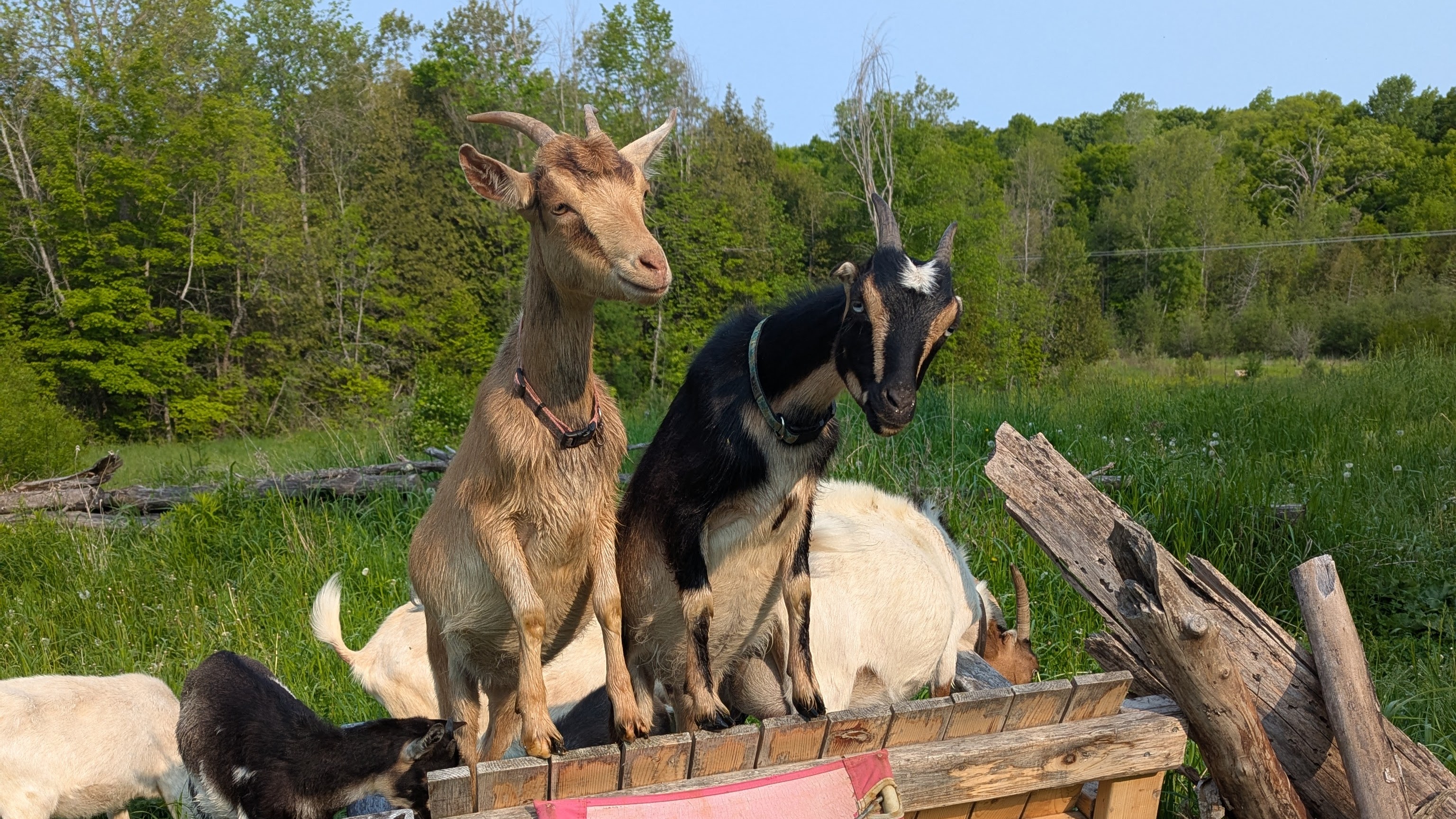 Goats eager for treats
